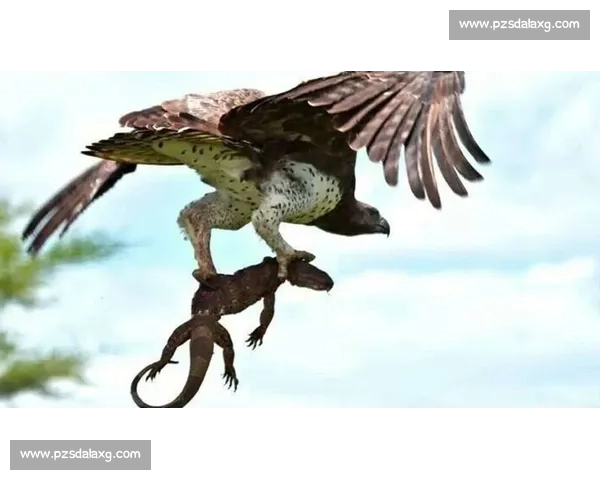 苍鹰vs雕空中霸主对决谁才是真正的天际王者之争生死巅峰较量全景解析