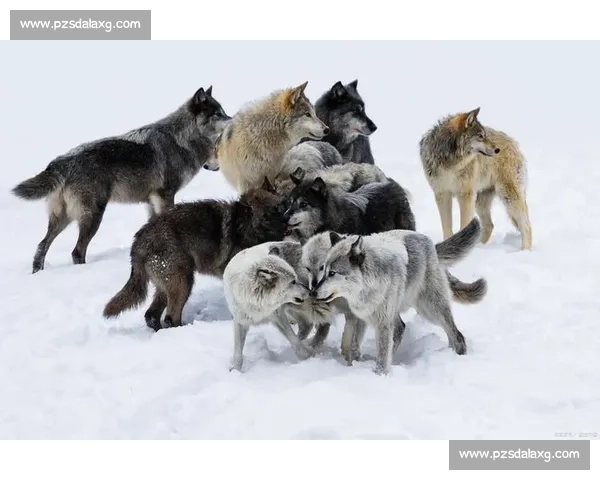 狼群围猎对抗熊王生死决斗一场自然界的力量与智慧较量